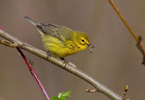 Prairie Warbler (Setophaga discolor) female with caterpillar in its beak, Ohio, USA