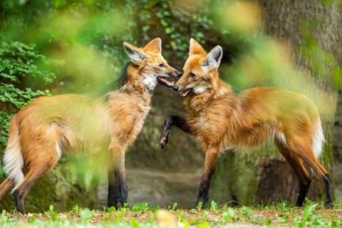 Two maned wolves (Chrysocyon brachyurus) playing with each other, arguing, Germany