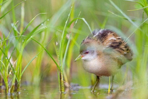 Little Crake, Little Crake, Small Crake, (Porzana parva), biotope, habitat, foraging, family of
