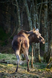 Elk (Alces alces) standing on a meadow on the edge of a forest, Bavaria, Germany