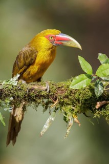 Saffron Toucanet (Pteroglossus bailloni) perched on a branch in the Atlantic rainforest of