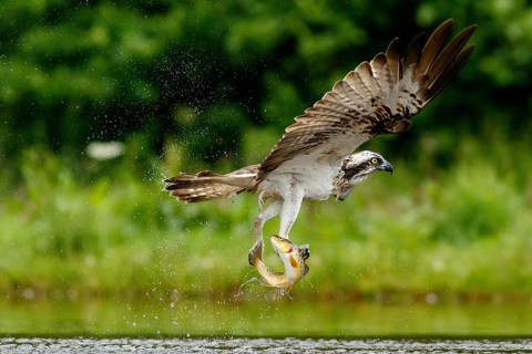 Osprey (Pandion haliaetus), fishing on lake, Cairngorms National Park, Scotland, United Kingdom