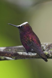 Snowcap (Microchera albocoronata), Costa Rica