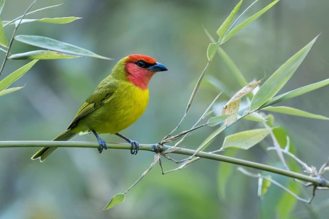 Red-headed Tanager (Piranga erythrocephala) perched on a branch in Oaxaca, Mexico