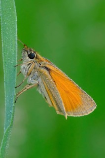 Black-headed brown butterfly, Thymelicus lineola, class Insecta, order Lepidoptera, family