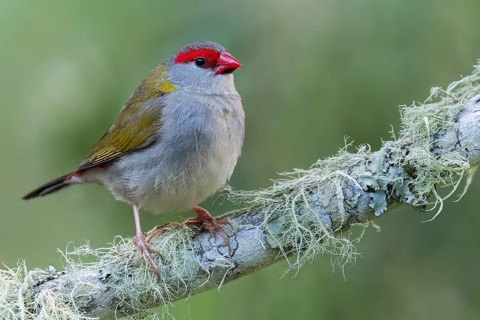 Red-browed Finch (Neochmia temporalis) perched on a branch in eastern Australia