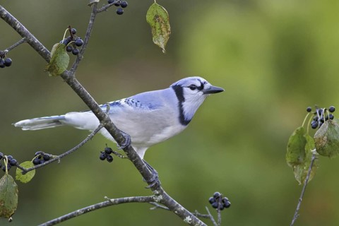 Blue Jay (Cyanocitta cristata), Ontario, Canada