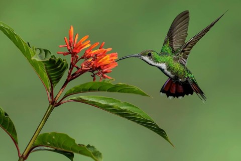 Green-breasted Mango (Anthracothorax prevostii) perched on a branch in Costa Rica