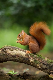 Eurasian Red Squirrel (Sciurus vulgaris) nibbling on hazelnut, Netherlands