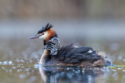 Great Crested Grebe (Podiceps cristatus) with chicks, North Rhine-Westphalia, Germany