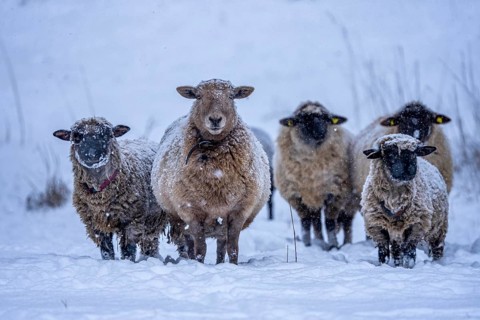 Winter weather, blowing snow, sheep on a snowy pasture, looking for food, thick fur, Elfringhauser