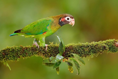 Brown-hooded Parrot, Pionopsitta haematotis, portrait of light green parrot with brown head, Costa