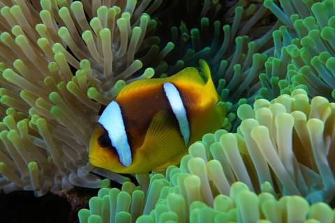 Red sea anemonefish (Amphiprion bicinctus)