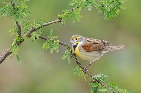 Dickcissel (Spiza americana) perched on a branch, Texas, USA