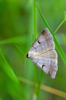 Kidney Spotted Vetch, (Lygephila pastinum), owl moth, moth, butterfly, macro, insect, Lobau,