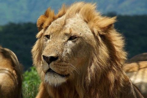 South Africa, Africa, Lion, Panthera Leo, Krüger NP, Kruger National Park