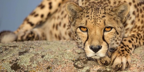 Cheetah (Acinonyx jubatus) female lying on a rock, Castile-La Mancha, Spain