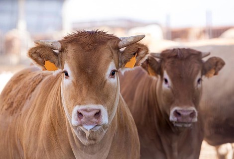 Blonde breed cattle, known as Rubia Gallega in Spanish, gather on a sunny day, displaying their