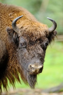 Bison in the forest with bushy fur and horns, dense foliage in the background, bison (Bos bonasus),
