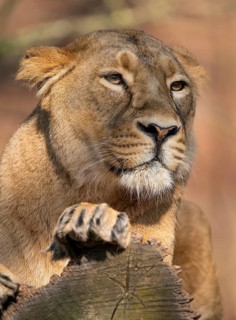 Asiatic Lion (Panthera leo persica), female, portrait, occurring in India, captive