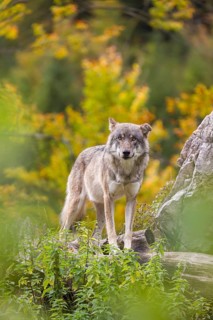 A Eurasian gray wolf (Canis lupus lupus) stands, framed by leaves, on a hill between rocks and