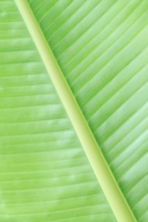 Ornamental banana or Abyssinian banana (Ensete ventricosum), leaf detail, ornamental plant, North