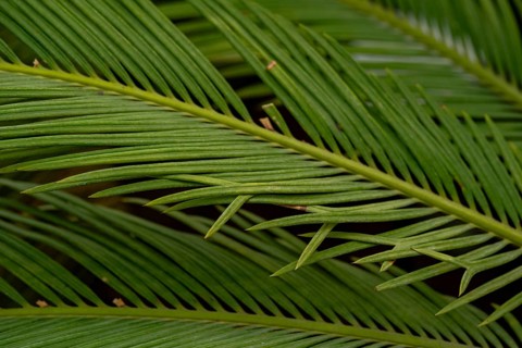 Detailed close-up of lush green cycad leaves, showcasing their symmetrical pattern and rich texture