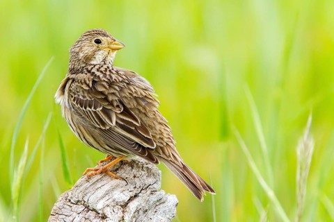 Corn Bunting (Emberiza calandra), Castile-La Mancha, Spain