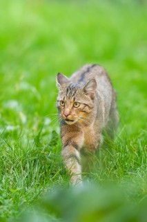 European wildcat (Felis silvestris silvestris) on a meadow, Hesse, Germany