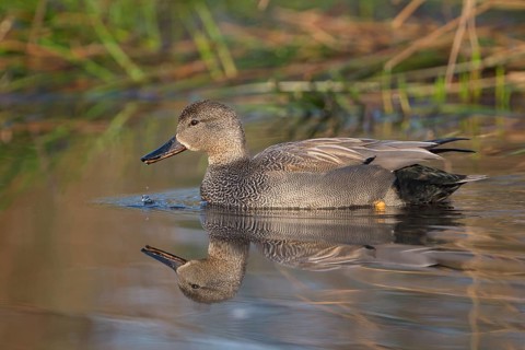 Schnatterente (Anas strepera), Gadwall, Erpel zur Balzzeit, April, Krickenbecker Seen,