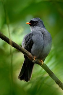Black-faced Solitaire, Myadestes melanops, sitting on the green moss branch. Tropic bird in the