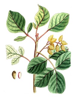 Pistacia vera, pistachio tree, pistachio, digital reproduction of a historical model, between 1790