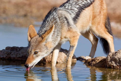 Black-backed jackal (Lupulella mesomelas), adult animal, reflected in the water, drinking at a