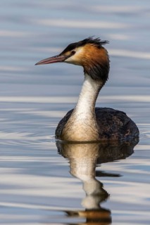Great Crested Grebe (Podiceps cristatus), Mecklenburg-Western Pomerania, Germany