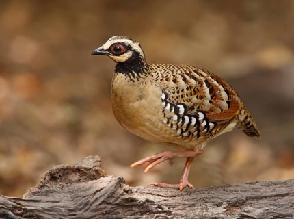 Bar-backed Partridge (Arborophila brunneopectus), Kaeng Krachan, Thailand