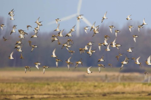 European Golden Plover (Pluvialis apricaria) flock flying, Netherlands