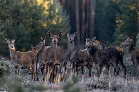 Some red deer (Cervus elaphus) and calves do not trust the photographer crouching behind the tree