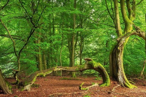 Split beech with moss-covered roots in a former Hutewald, Reinhardswald, Sababurg Primeval Forest,