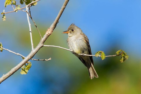 Greater Pewee Contopus pertinax Santa Catalina Mountains, near Tucson, Arizona, United States 17