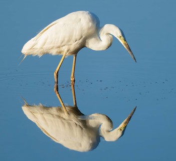 Great White Egret (Ardea alba) foraging in the shallow water zone of a lake, blue water, Lower