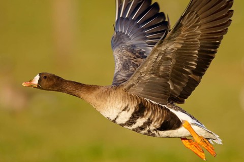 Greater White-fronted Goose (Anser albifrons) flying, North Rhine-Westphalia, Germany