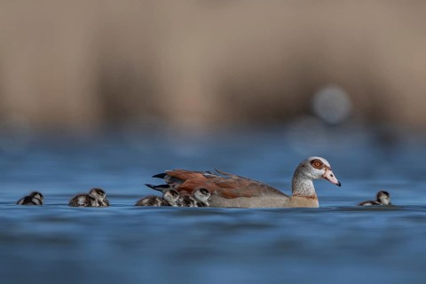 Egyptian Goose (Alopochen aegyptiaca) with chicks, Schleswig-Holstein, Germany