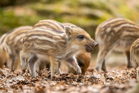 Wild boar (Sus scrofa) piglets standing in a forest, Bavaria, Germany