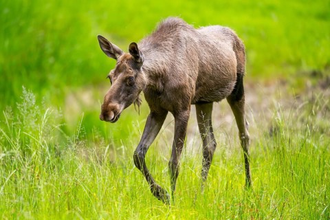 Eurasian elk (Alces alces) walking on a meadow in early summer, Bavarian Forest, Bavaria, Germany