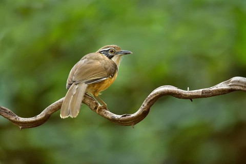 Greater Necklaced Laughingthrush (Garrulax pectoralis), Yunnan, China
