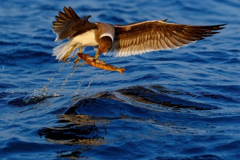 Hemprich's Gull, (Ichthyaetus hemprichii), (Larus hemprichii), Fish Eagle Gull Salalah, Off Mirbat,
