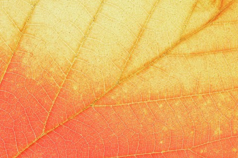 Persian ironwood (Parrotia persica), detail of leaf in autumn, North Rhine-Westphalia, Germany