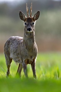 A deer stands at attention in a green meadow with a blurred background, European roe deer