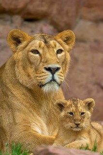 A lioness lies with her young on rocky ground in a natural environment, captive, Germany