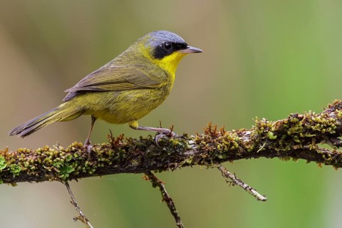 Masked Yellowthroat (Geothlypis aequinoctialis) perched on a branch in the Atlantic rainforest of